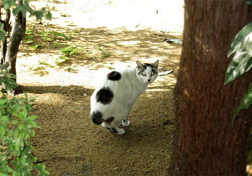 多摩平団地の猫