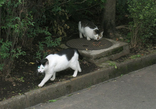 多摩平団地の猫