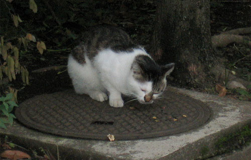 多摩平団地のブス猫食事中
