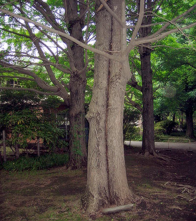 多摩平団地・抱き合う樹木