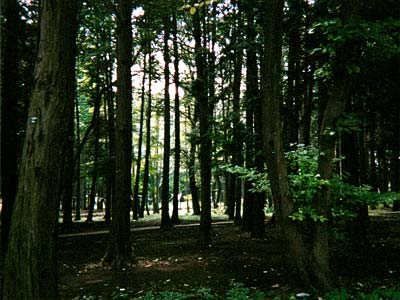森林公園
